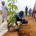 Mil e 500 árvores plantadas no Icolo e Bengo