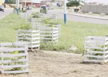 Arborização de Luanda debate-se com a vandalização e roubo de árvores