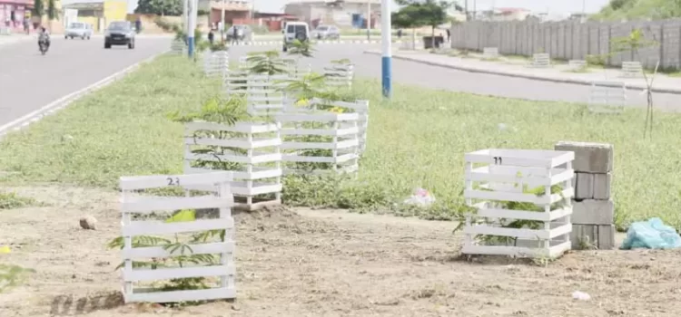 Arborização de Luanda debate-se com a vandalização e roubo de árvores