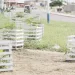 Arborização de Luanda debate-se com a vandalização e roubo de árvores