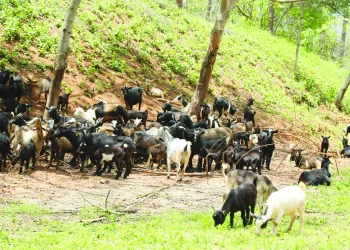 Saurimo prioriza agricultura familiar e pecuária neste ano