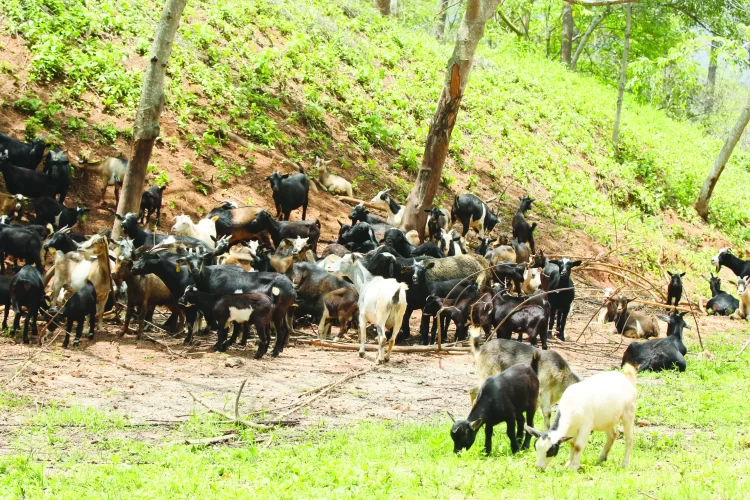 Saurimo prioriza agricultura familiar e pecuária neste ano