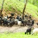 Saurimo prioriza agricultura familiar e pecuária neste ano
