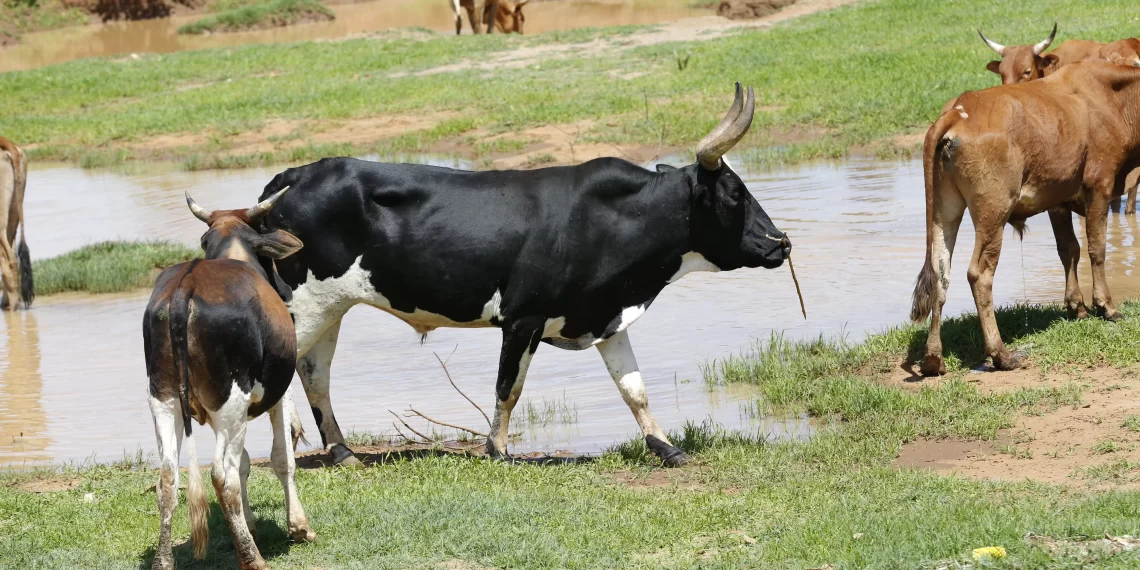Cuangar prevê vacinar mais de 8 mil cabeças de gado bovino