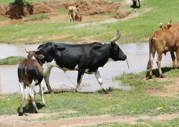 Cuangar prevê vacinar mais de 8 mil cabeças de gado bovino