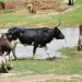 Cuangar prevê vacinar mais de 8 mil cabeças de gado bovino