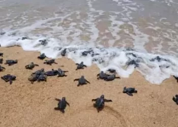 Caça extingue quatro espécies de tartarugas nos mares de Benguela