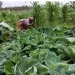 FADA aprova mais 800 projectos agrícolas para Luanda