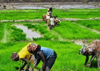 Estratégias para cultura de arroz e café aprovada em Conselho Económico e Social