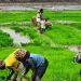 Estratégias para cultura de arroz e café aprovada em Conselho Económico e Social