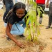 Campanha de arborização no Icolo e Bengo conta com mil e quinhentas novas  árvores plantadas