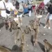 Pessoas transmitem mais vírus aos animais do que o contrário