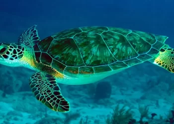 Nove mortos e 78 hospitalizados por consumo de tartaruga marinha em Zanziba