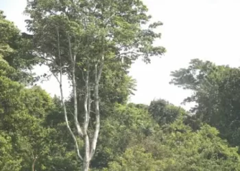 EUA lançam projecto  de desenvolvimento  florestal em Cabinda