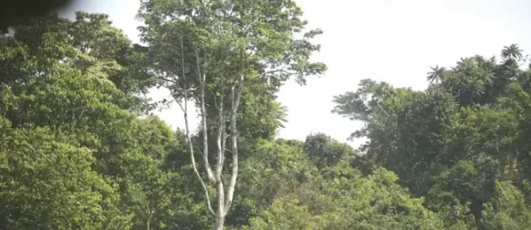 EUA lançam projecto  de desenvolvimento  florestal em Cabinda