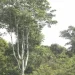 EUA lançam projecto de desenvolvimento florestal em Cabinda