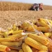 Agrónomo defende que resultados do PLANAGRÃO só daqui a 10 anos