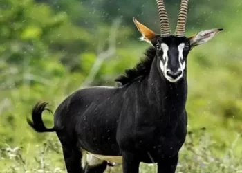 Governo inscreve Palanca Negra Gigante  a património natural da UNESCO