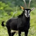Governo inscreve Palanca Negra Gigante a património natural da UNESCO