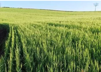 Ganda quer ser a nova “Ucrânia” na produção de trigo