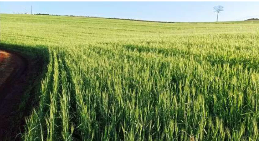 Ganda quer ser a nova “Ucrânia” na produção de trigo