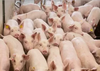 Benguela redobra vigilância contra peste suína africana