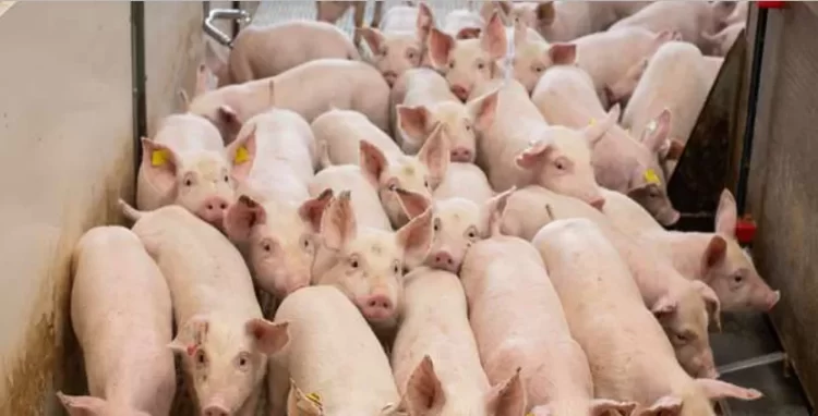 Benguela redobra vigilância contra peste suína africana