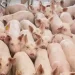 Benguela redobra vigilância contra peste suína africana