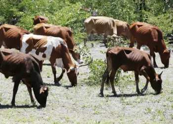 Auto-suficiência da carne  passa pela implementação do Planapecuária, defende  associação