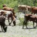 Auto-suficiência da carne  passa pela implementação do Planapecuária, defende  associação