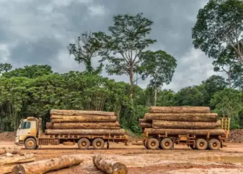 Crimes de foro ambiental  preocupam PGR na Huíla