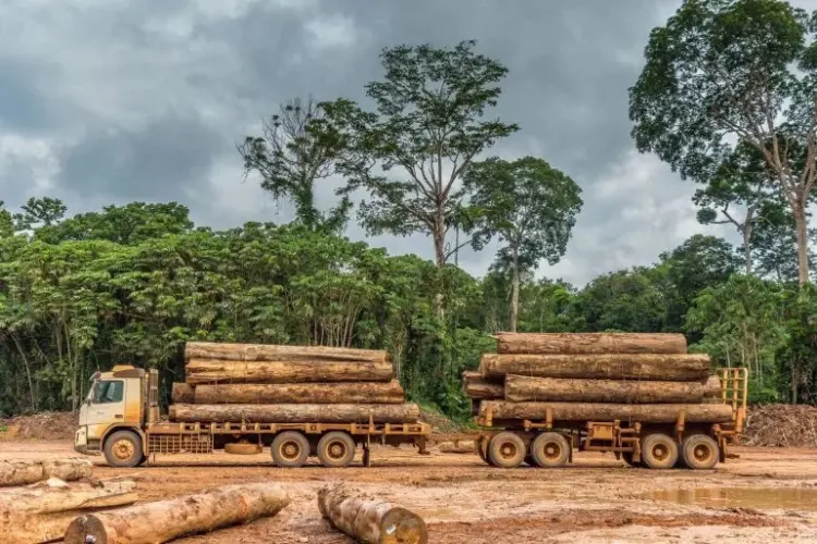 Crimes de foro ambiental  preocupam PGR na Huíla