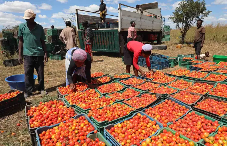 Mais de 300 mil toneladas de produtos agrícolas serão colhidos este ano em Cabinda 