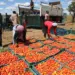 Mais de 300 mil toneladas de produtos agrícolas serão colhidos este ano em Cabinda