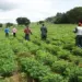 Programa de Aceleração da Agricultura Familiar orçado em mais de 85 mil milhões de kwanzas