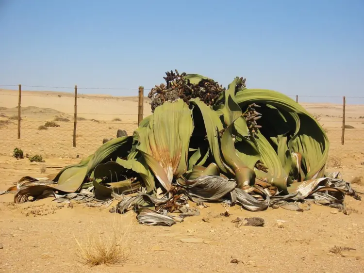 Aumento de pastos ameaça sobrevivência da Welwitschia Mirabilis
