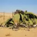 Aumento de pastos ameaça sobrevivência da Welwitschia Mirabilis