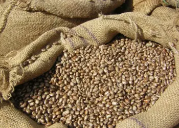 Camponeses querem envolvimento da Carrinho Agri para evitar saída de feijão de Angola