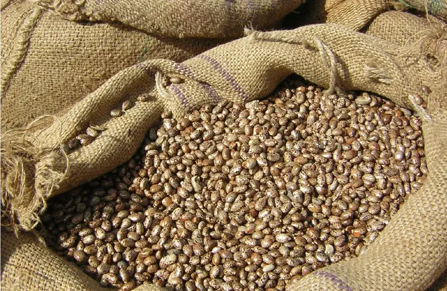 Camponeses querem envolvimento da Carrinho Agri para evitar saída de feijão de Angola