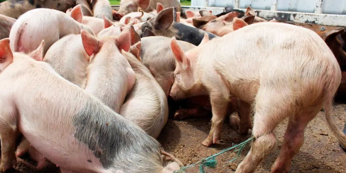 Huíla declara fim da peste suína e levanta  cerca sanitária à Humpata