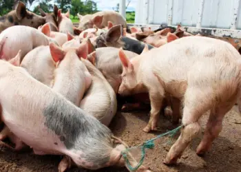 Huíla declara fim da peste suína e levanta  cerca sanitária à Humpata