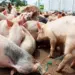Huíla declara fim da peste suína e levanta cerca sanitária à Humpata