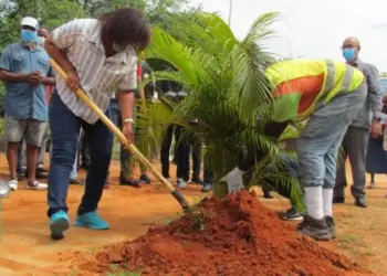 CARTA DO LEITOR: Arborização escassa em Luanda