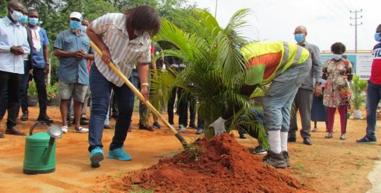 CARTA DO LEITOR: Arborização escassa em Luanda