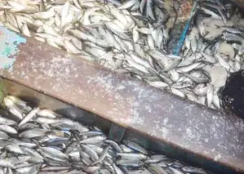 Apreendido navio com mais de 300  toneladas de pescado