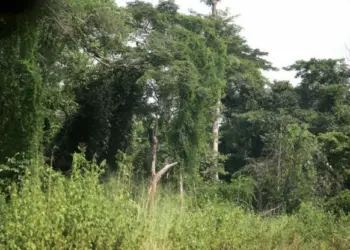 Garimpo de madeira  devasta Reserva  Florestal no Golungo Alto