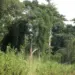 Garimpo de madeira devasta Reserva Florestal no Golungo Alto