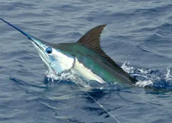 Mais de 40 atletas disputam torneio de  pesca desportiva no Cuando Cubango