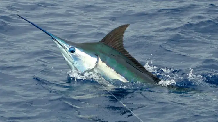 Mais de 40 atletas disputam torneio de  pesca desportiva no Cuando Cubango