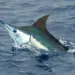 Mais de 40 atletas disputam torneio de pesca desportiva no Cuando Cubango